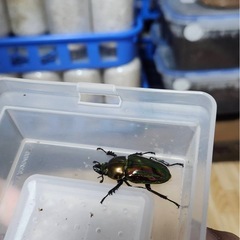 ニジイロクワガタ　ペアの画像