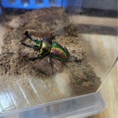 ニジイロクワガタ　ペアの画像