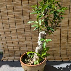 お取引中です　ガジュマル植木2鉢（無料）の画像
