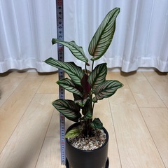 観葉植物　カラテア　ホワイトスター　鉢付の画像