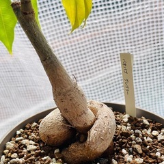バオバブ　グレゴリーの画像