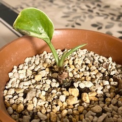 観葉植物 かわいい新芽の画像