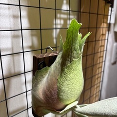 ビカクシダ　ビーチーの画像