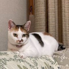 おとなしく人懐っこい三毛猫ちゃん