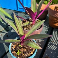 ムラサキオモト　1株の画像