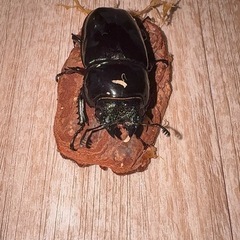 クワガタの画像
