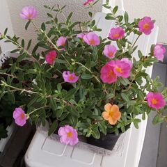 ポーチュラカ１の画像