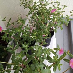 ポーチュラカ１の画像