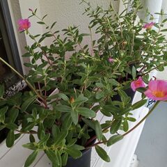 ポーチュラカ１の画像