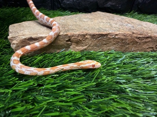 コーンスネーク(サーモンスノー))