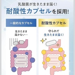 【新品】乳酸菌 サプリ 腸活 便通改善 酪酸菌 ビフィズス菌 生きて届く乳酸菌の画像