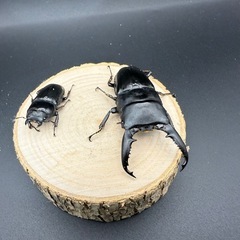 大特価　パラワンオオヒラタクワガタのペア
販売の画像