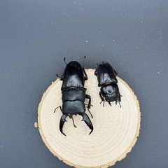 大特価　パラワンオオヒラタクワガタのペア販売の画像