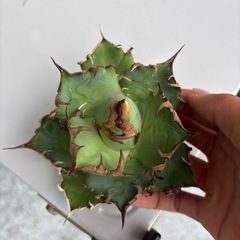 シーザーの画像