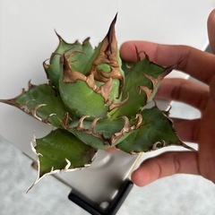 シーザーの画像