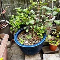 引き取り限定　鉢植えいろいろの画像