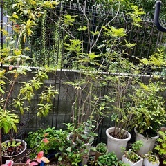 引き取り限定　鉢植えいろいろの画像