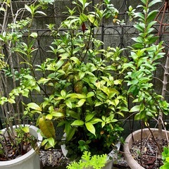 引き取り限定　鉢植えいろいろの画像