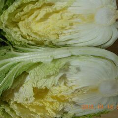白菜　無農薬　オーガニック栽培　約２．８ｋｇ　３００円 　2個５００円の画像