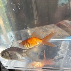 差し上げます　　
オランダ系金魚2匹の画像