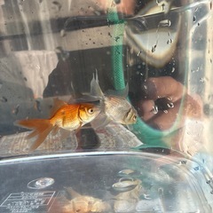 差し上げます　　
オランダ系金魚2匹の画像