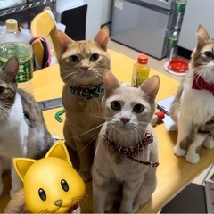 里親さん探してます