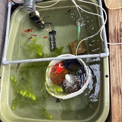 差し上げます　　
オランダ系金魚2匹の画像