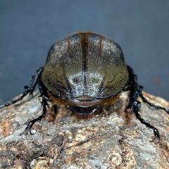 DH・ヘラクレス　♀単品55mmUP 即ブリ未使用　No.3の画像