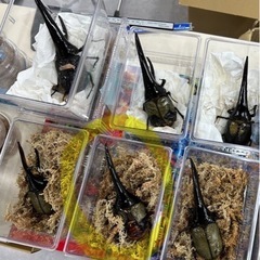 ♂（vol.3-LH）とペアリング済み！DH・ヘラクレス　♀単品　68mmUP 有精卵確認済の画像