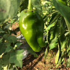 [受付終了]無農薬　野菜バケツいっぱい　採れたて　2025101810の画像