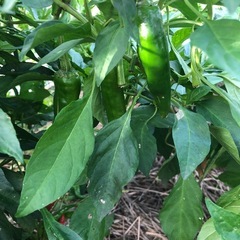 [受付終了]無農薬　野菜バケツいっぱい　採れたて　2025101810の画像