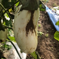 [受付終了]無農薬　野菜バケツいっぱい　採れたて　2025101810の画像