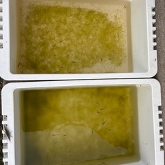 メダカ稚魚100匹以上、その他ようひん用品の画像