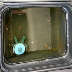 メダカ稚魚100匹以上、その他ようひん用品の画像