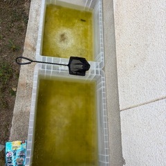 メダカ稚魚100匹以上、その他ようひん用品の画像