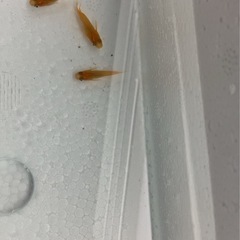 鱗緑メダカ　　販売の画像