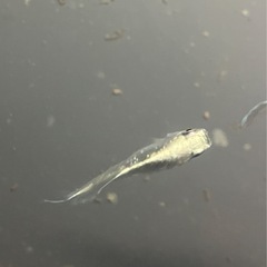鱗緑メダカ　　販売の画像