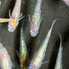 メダカ　天界　7匹の画像