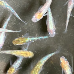 メダカ　天界　7匹の画像