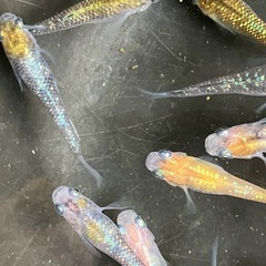 メダカ　天界　7匹の画像