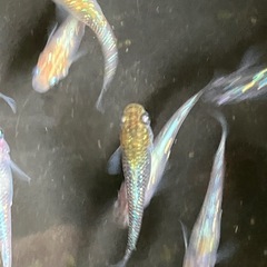 メダカ　天界　7匹の画像