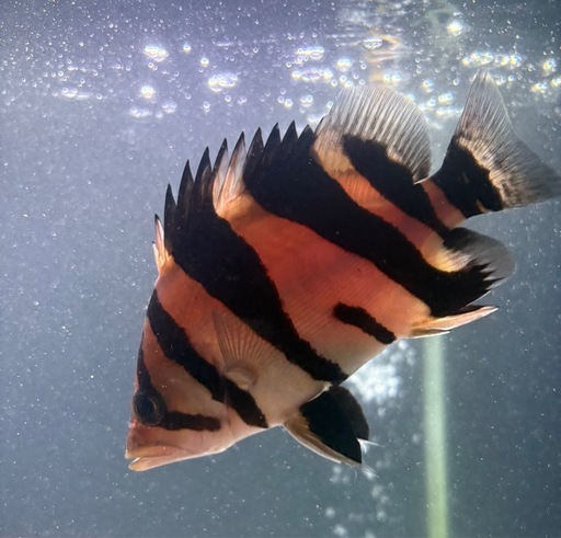 ダトニオ　リアルバンド