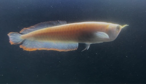 アルビノシルバーアロワナ、エンドリケリー、アルビノセネガルス