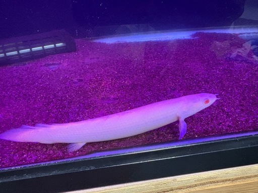 アルビノシルバーアロワナ、エンドリケリー、アルビノセネガルス