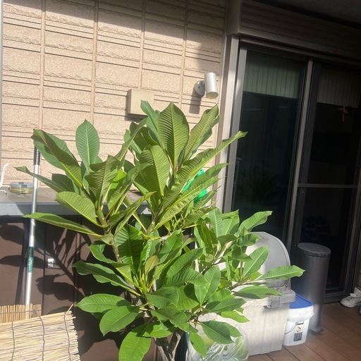 プルメリア