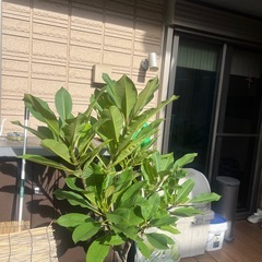 プルメリアの画像