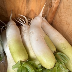 新しい種類の野菜が出てますの画像