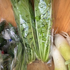 新しい種類の野菜が出てますの画像