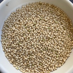 【残り10袋】新米もち米玄米30kg1袋25,000円の画像