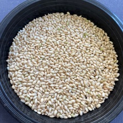 【残り10袋】新米もち米玄米30kg1袋25,000円の画像
